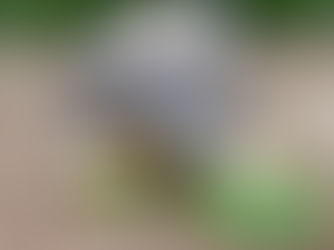 90-year-old tortoise is first-time daddy!