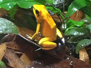 Rrrrrribit! I'm toxic!