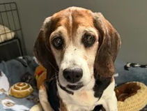 I'm Dawn! Adopt me!