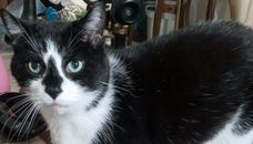 New group formed as a resource for neighborhood cats