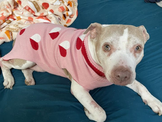 I'm Bella! Adopt me!