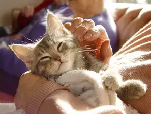 Pet ownership is beneficial for seniors