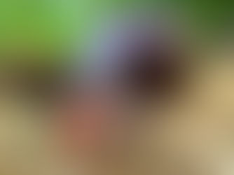 African Land Snail is biggest in the world!