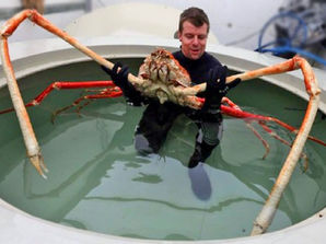 Talk about crablegs! These are the biggest!