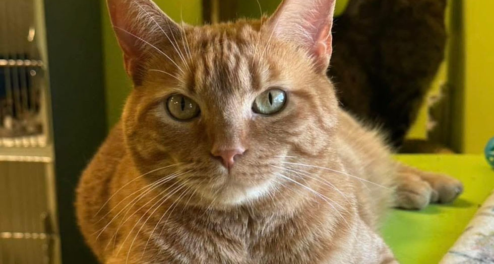 I'm Hercules! Adopt me!