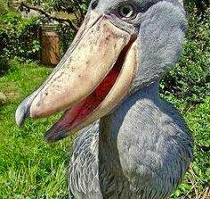 Scary bird has poopy legs and big beak!