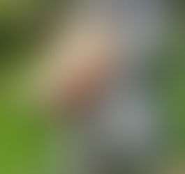 Scary bird has poopy legs and big beak!