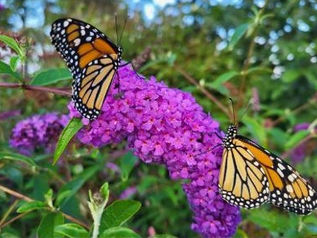 Want to attract monarch butterflies? Here's what to plant