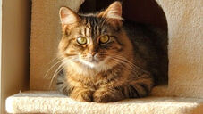 I'm Janey Lane! Adopt me!