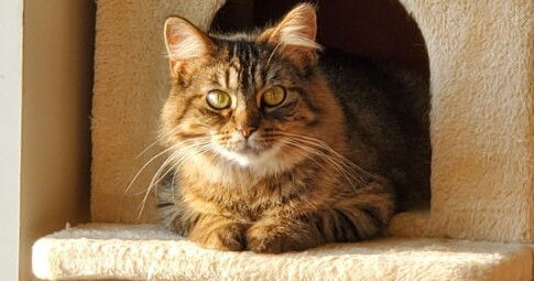 I'm Janey Lane! Adopt me!