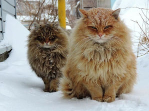 Russian farmers have unusual cats