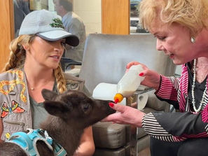 Silly Safaris' baby reindeer requires human care!
