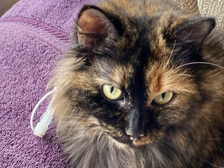 How my kitty survived anorexia: A pawsitive journey