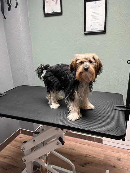 Yorkshire Terrier Teddy Vorher/ Nachher