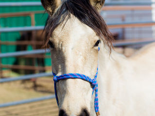 Adopt a BLM Mustang Yearling- Espoir!