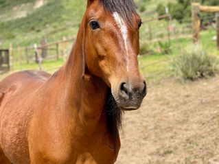 Adopt a BLM Mustang Mare - Midge!