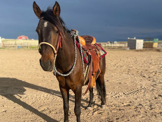 Adopt a BLM Mustang Gelding - Heath!