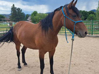 ADOPTED! BLM Mustang Mare - Ruby!