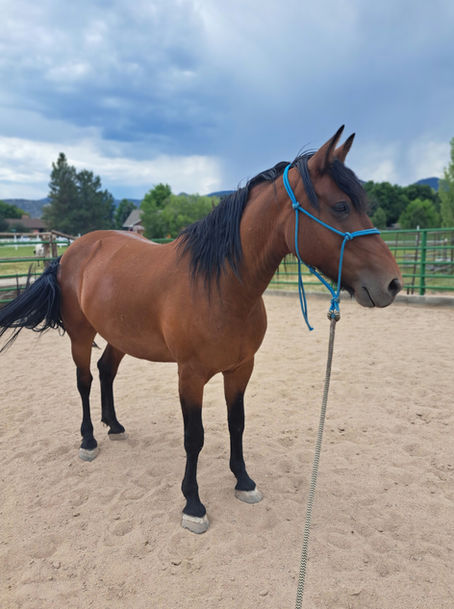 Adopt a BLM Mustang Mare - Ruby!