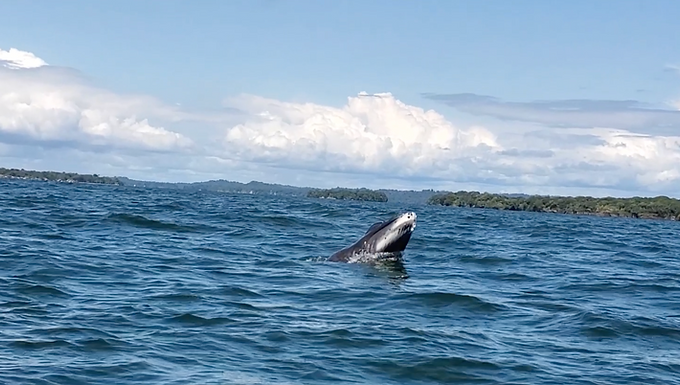 Avistamiento de ballenas en el parque natural Uramba en Bahía Málaga, costa pacífica Colombiana