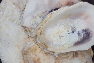 Oyster 1 smaller.jpg