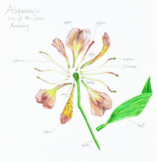 botanical illustration update (2).jpeg