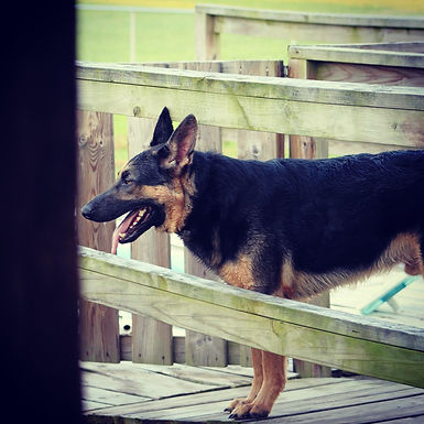 Missouri German Shepherd Puppies MoShepherds.com Joplin, MO AKC purebred