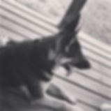 MoShepherds.com Missouri German Shepherd Puppies AKC purebred