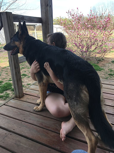 MoShepherds.com Missouri German Shepherd Puppies AKC Purebred Kansas Oklahoma Akransas Texas