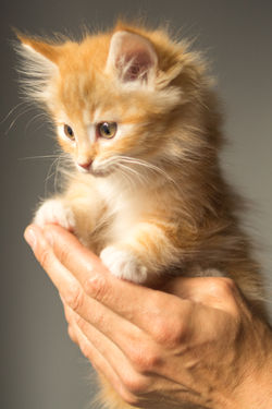 KITTEN ML 11