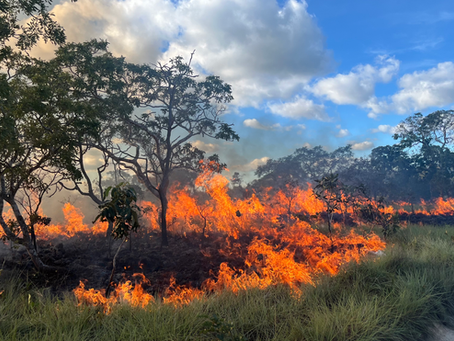 Biota-Cerrado on Fire: o fogo como ferramenta de manejo e restauração no Cerrado no Antropoceno