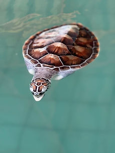 Khao Lak Safari Excursions Elephant Temple Cascade Tortues
