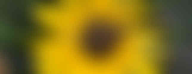 Bumblebees on a sunflower in a permaculture garden