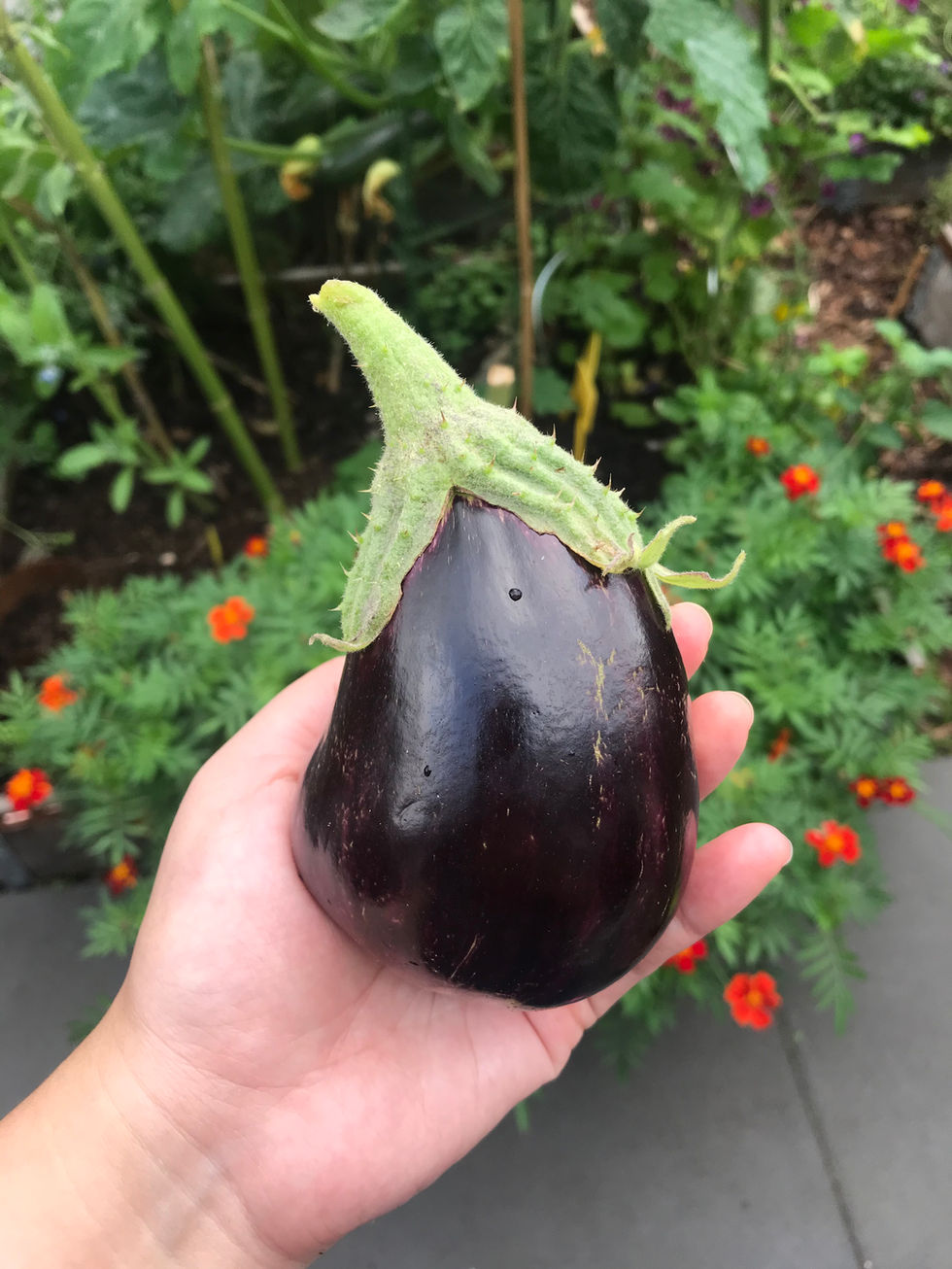 grown your own organic food