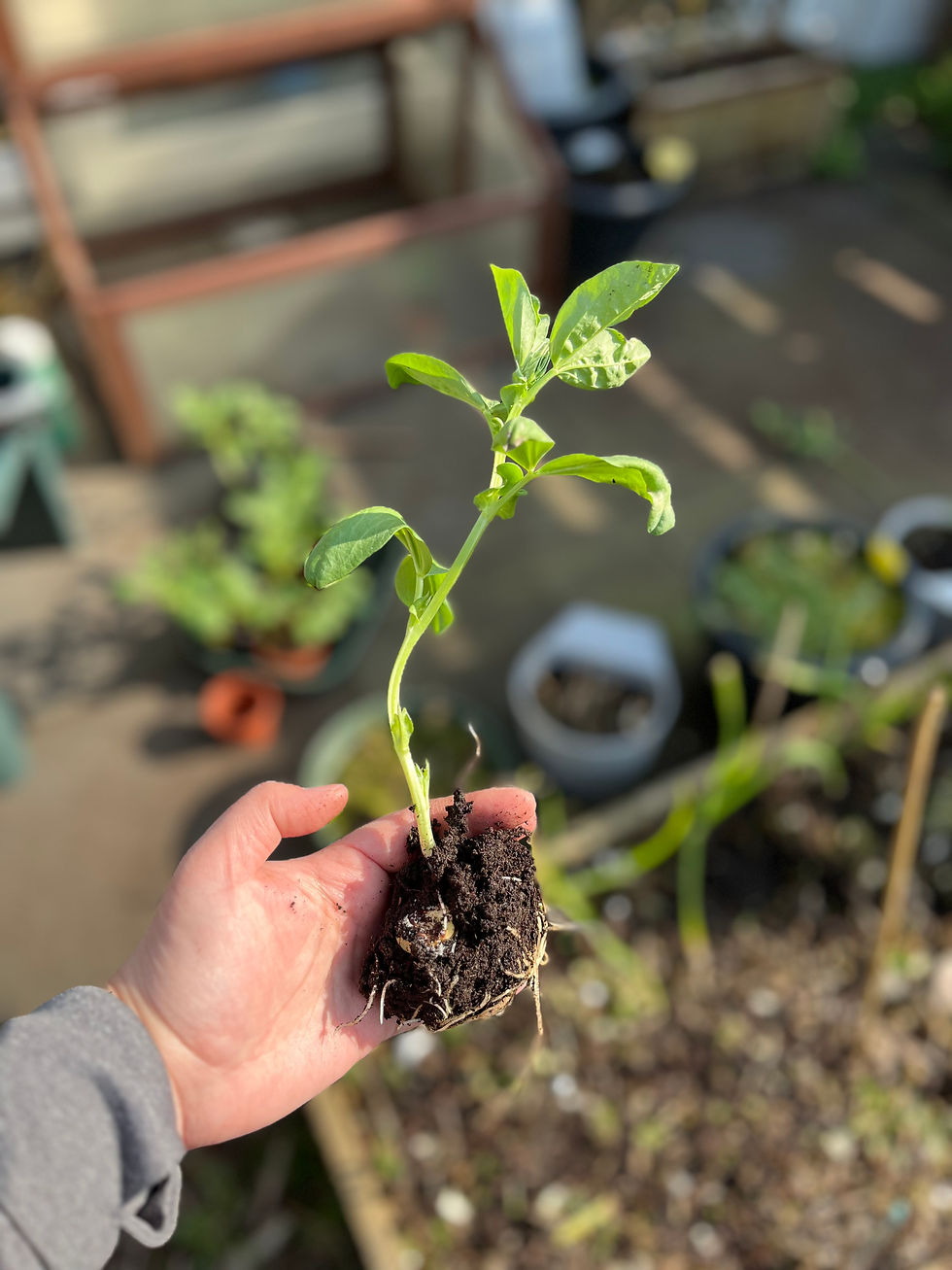 gardening for beginners