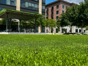 Continuing the Growth: Generation Park’s Native Plants