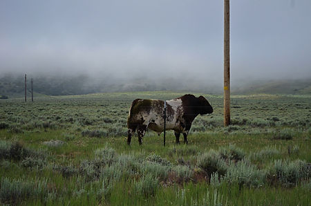 Frank and Cows up at house -6.jpg