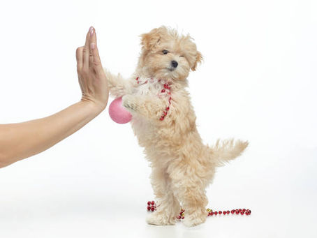 Maltipoo Training Guide: From Puppy to Well-Behaved Adult