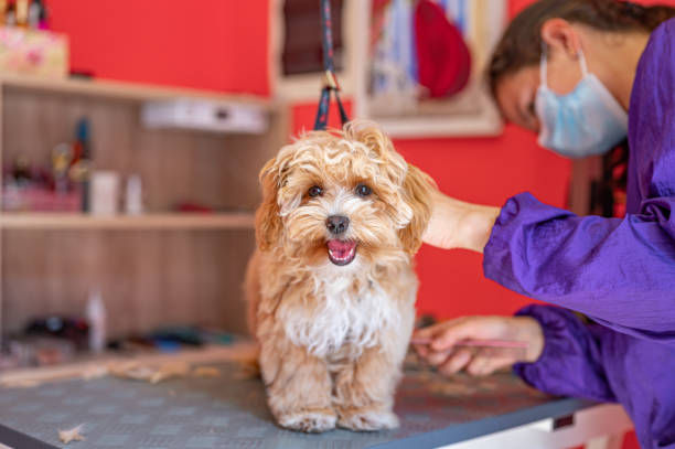 Essential Maltipoo Grooming and Coat Care