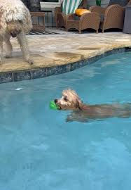 maltipoo puppies in pool