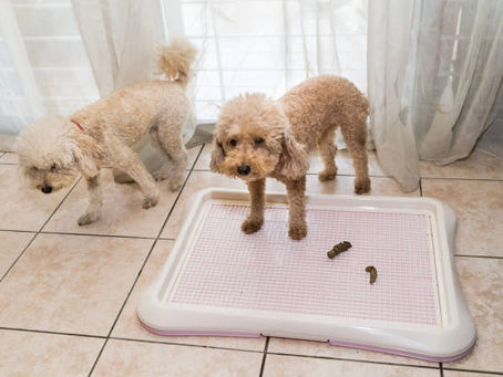 Potty Training Maltipoo Puppies: Expert Timeline and Tips