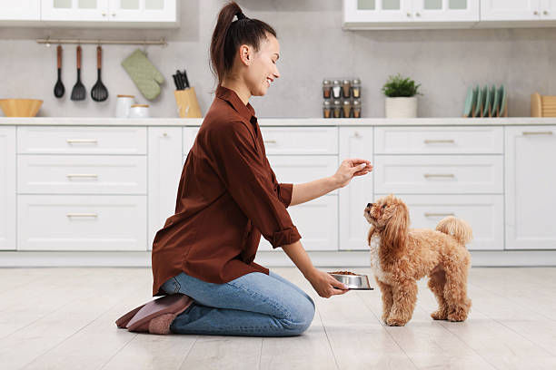 Apartment Living with a Maltipoo