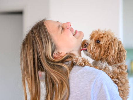 Maltipoo Winter Care: Keeping Small Dogs Warm and Safe