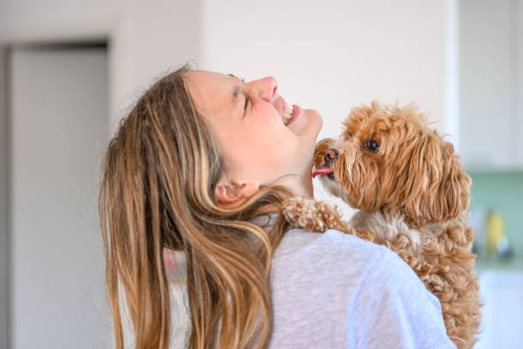 maltipoo puppy playing with kid.jpg