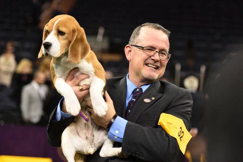 Text reads 'Beagle Grooming Course with Will Alexander", image is of Will grooming a Beagle on a grooming table.