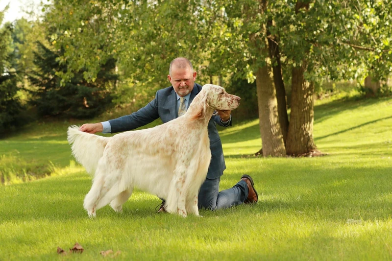 Text reads 'Beagle Grooming Course with Will Alexander", image is of Will grooming a Beagle on a grooming table.