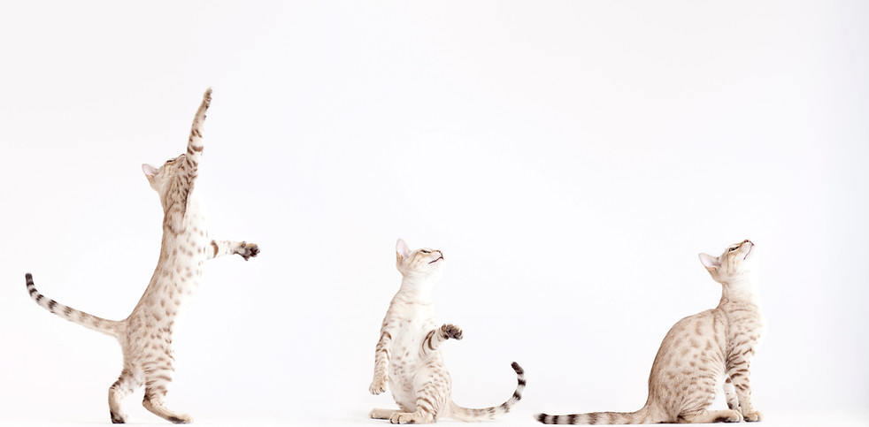 Dr. Rebecca Ledger Animal Behaviour & Welfare Consulting - Cats