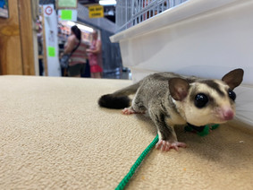 White face sugar glider