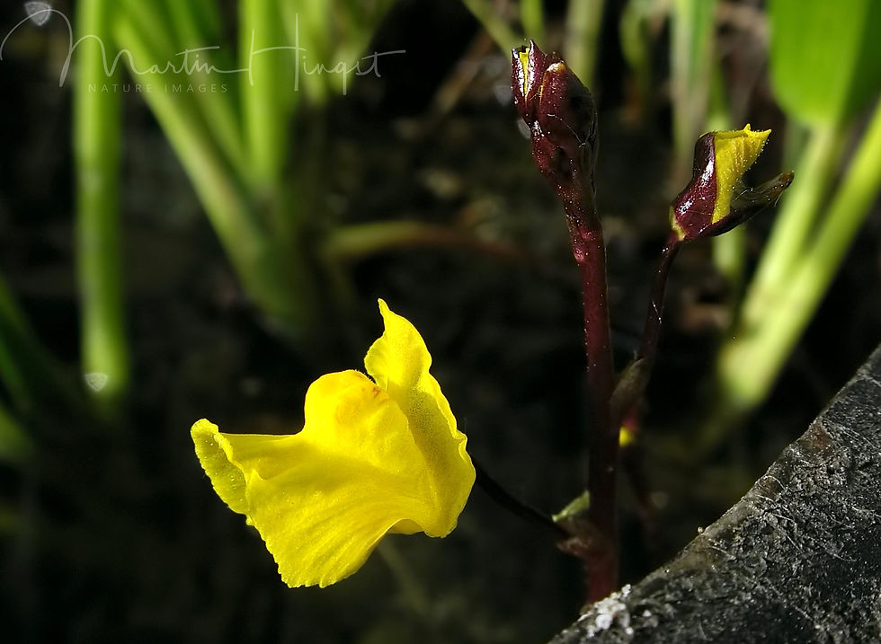 Native Utricularia