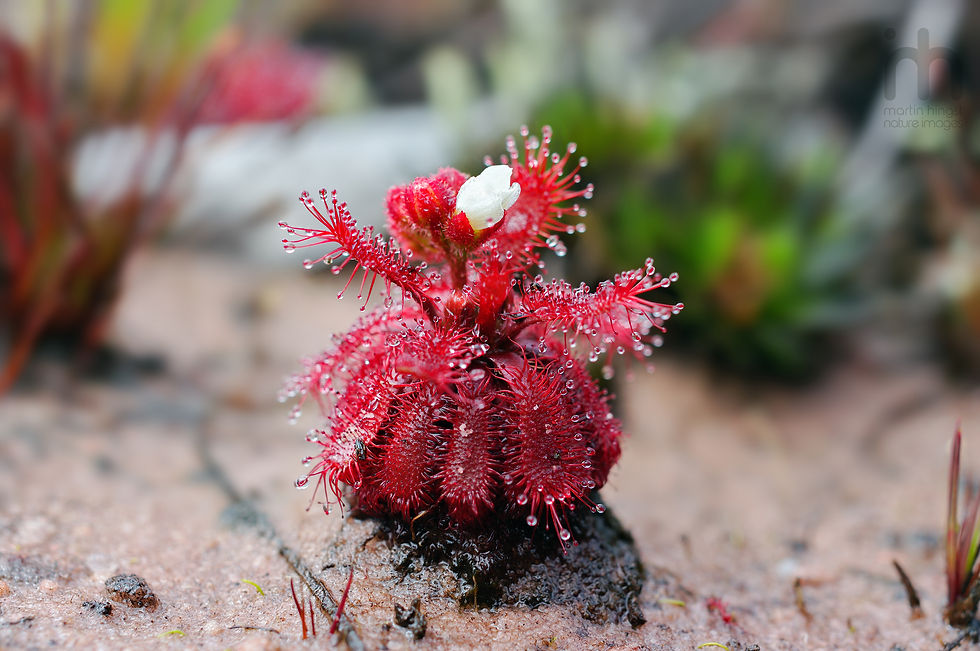 Drosera arenicola
